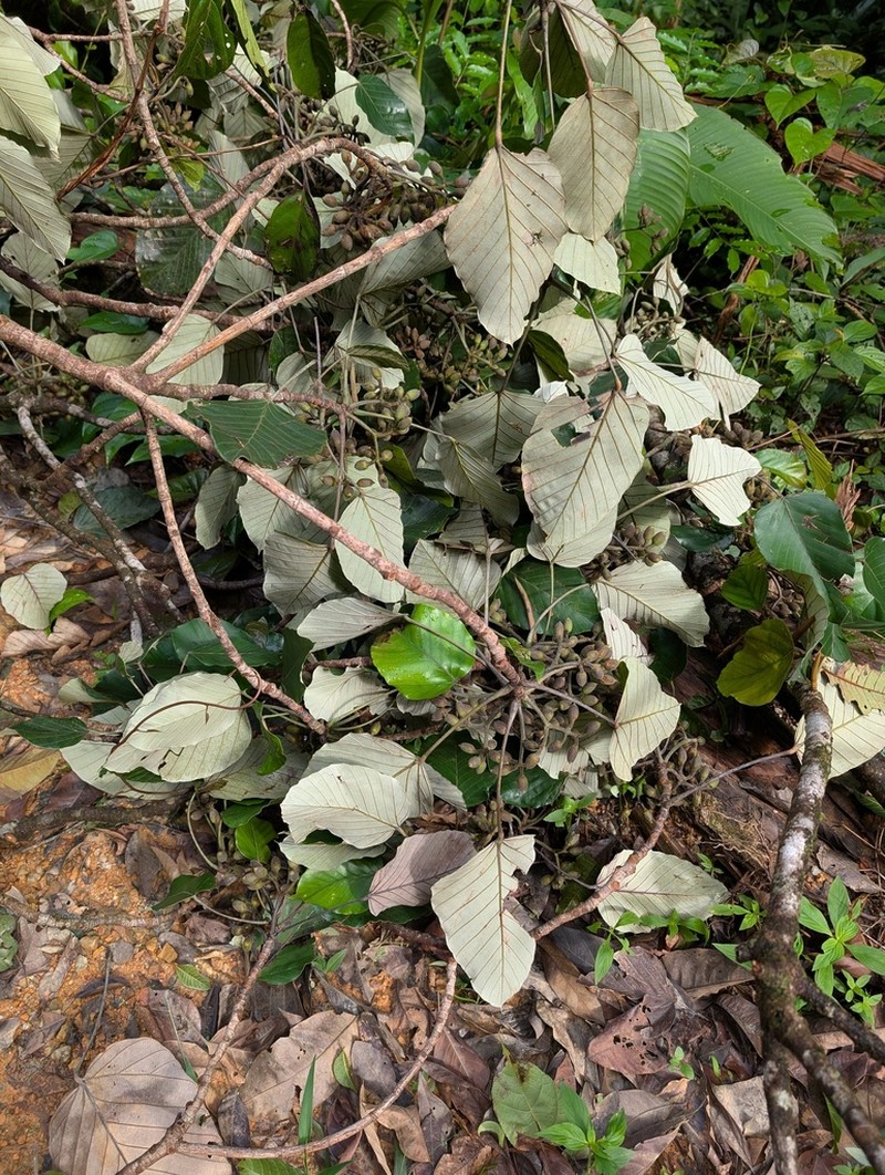 Pourouma melinonii photo 2
