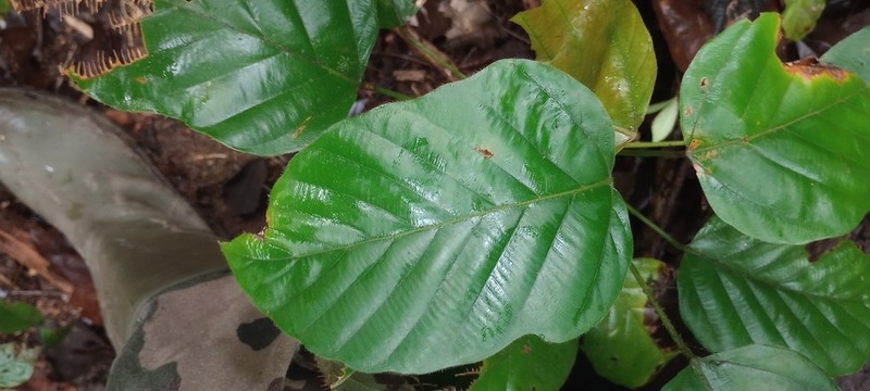 Pourouma melinonii photo 3