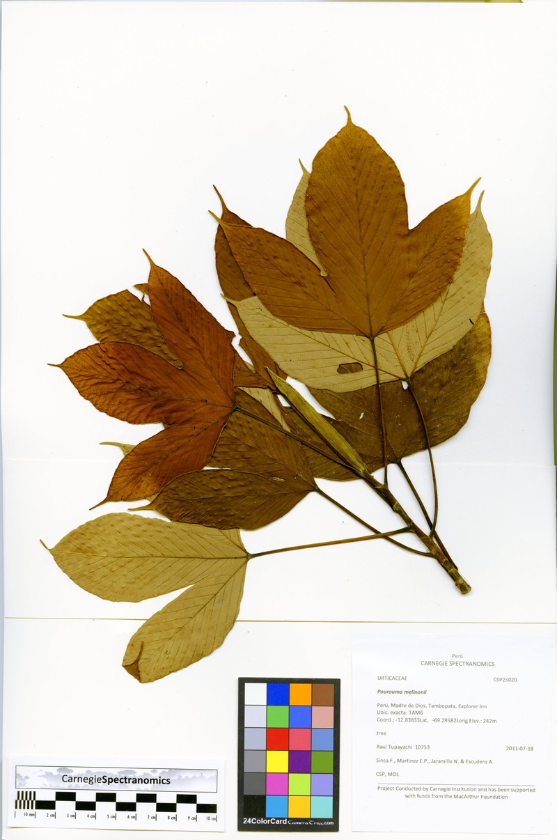 Pourouma melinonii photo 4