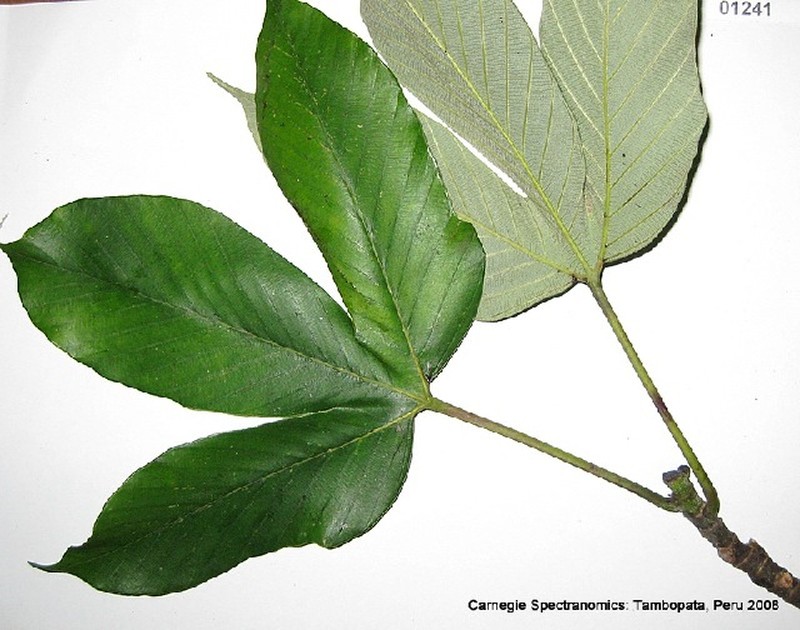 Pourouma melinonii subsp. glabrata photo 2