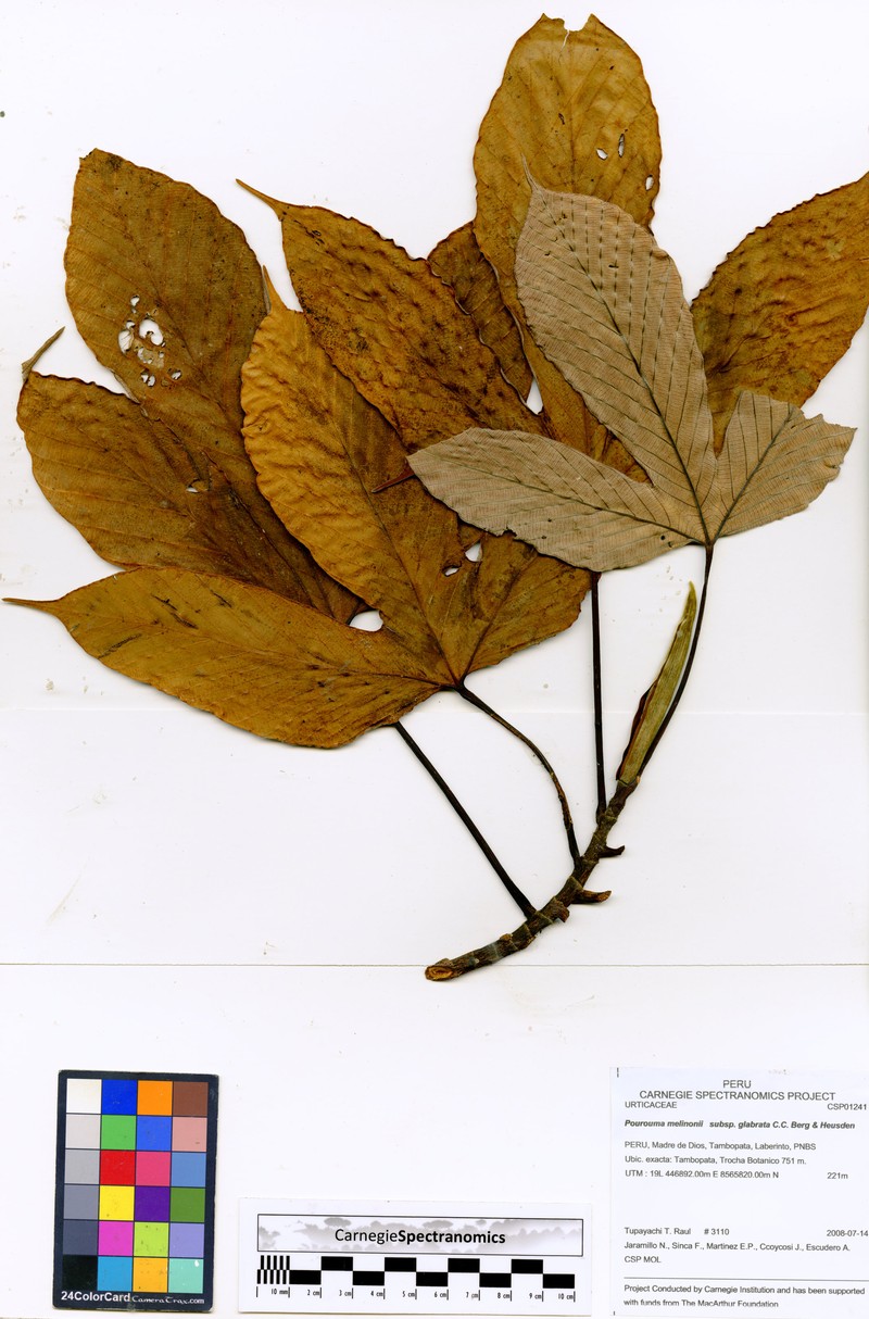 Pourouma melinonii subsp. glabrata photo 3