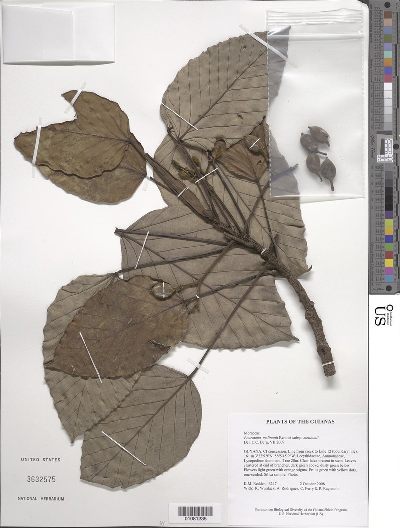 Pourouma melinonii subsp. melinonii photo 2