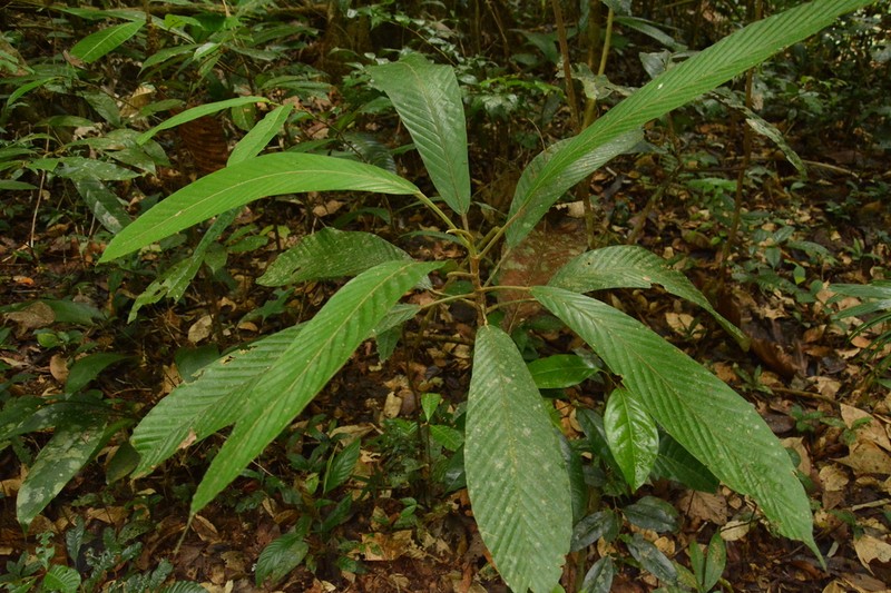 Pourouma minor