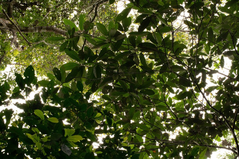 Pourouma minor photo 2