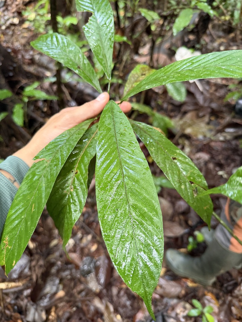 Pourouma minor photo 5