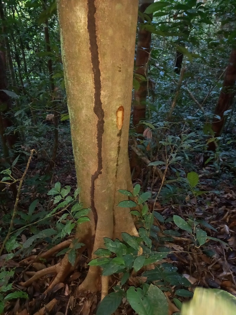 Pourouma minor photo 8