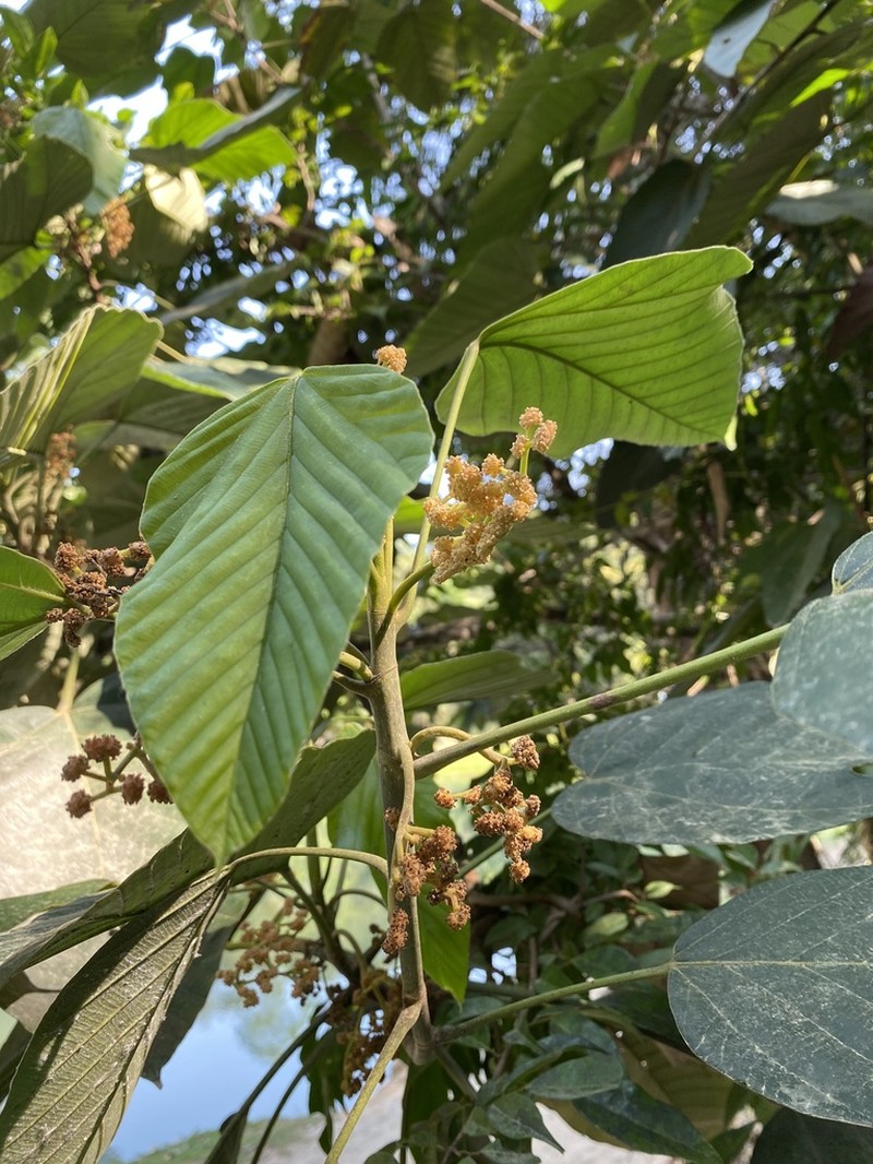 Pourouma mollis