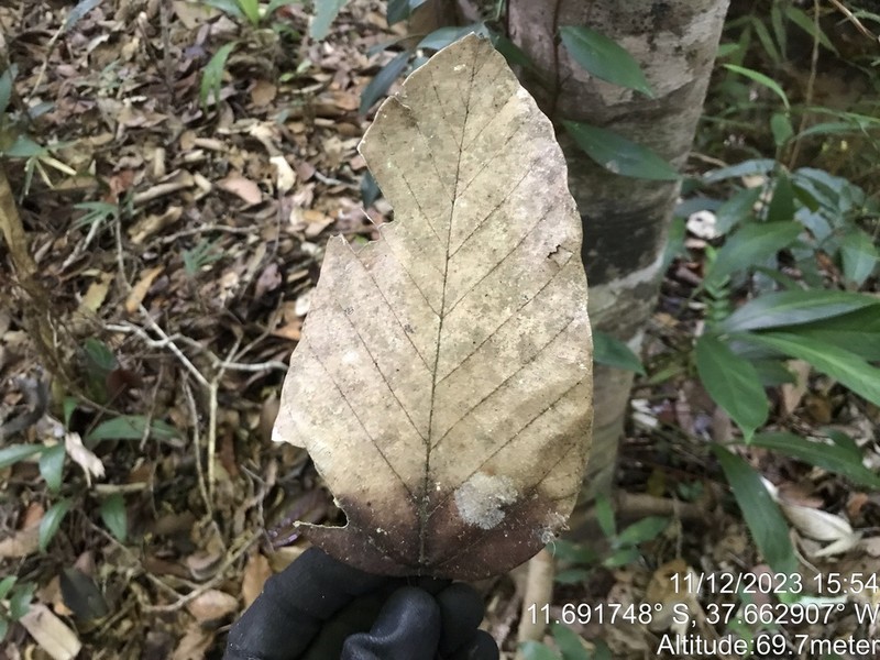 Pourouma mollis photo 3