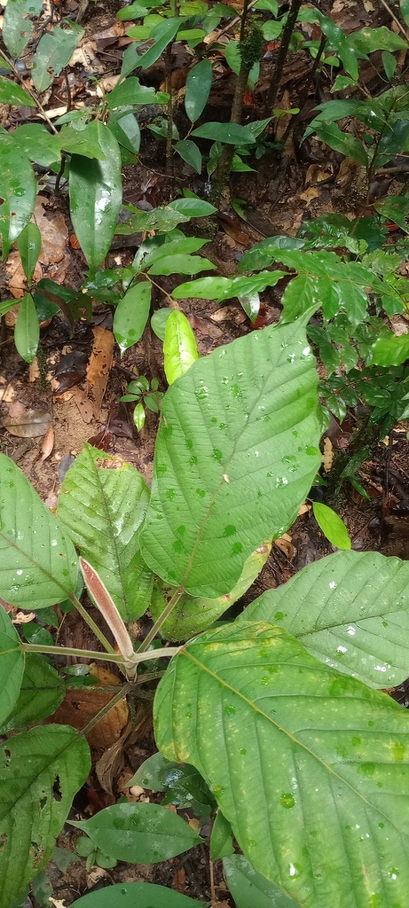 Pourouma mollis photo 4