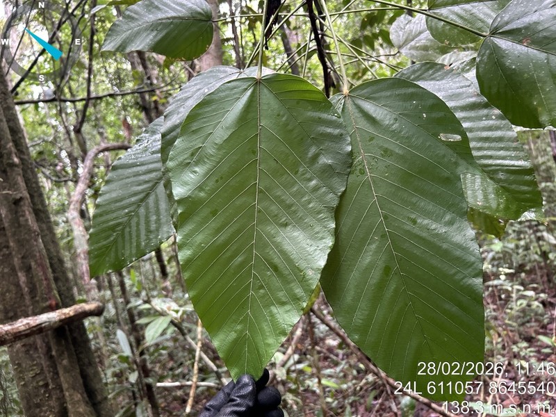 Pourouma mollis photo 5