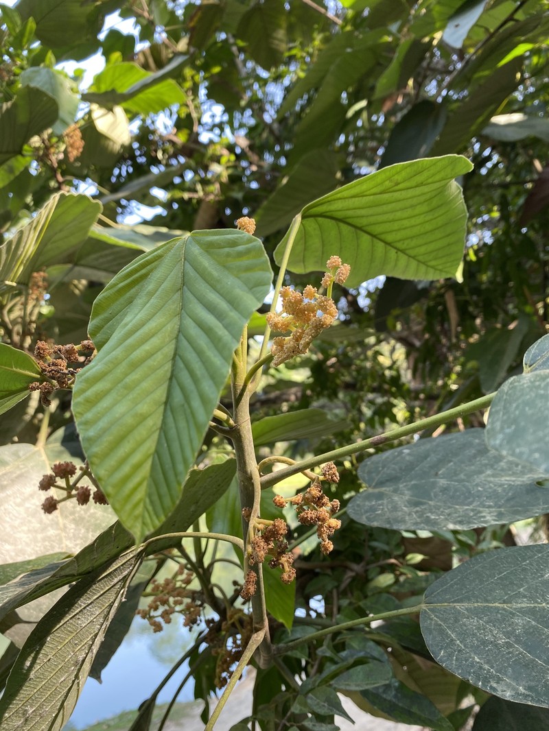 Pourouma mollis photo 6