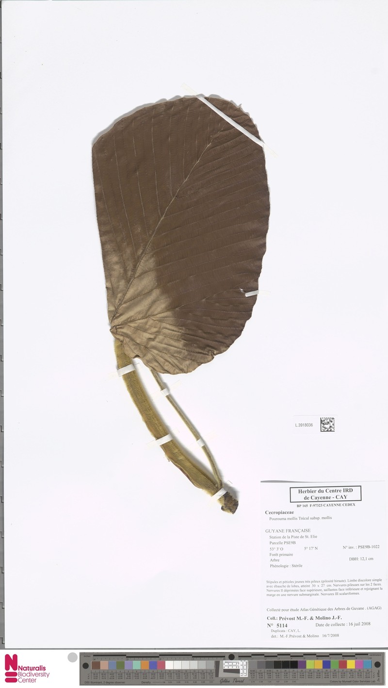 Pourouma mollis subsp. mollis