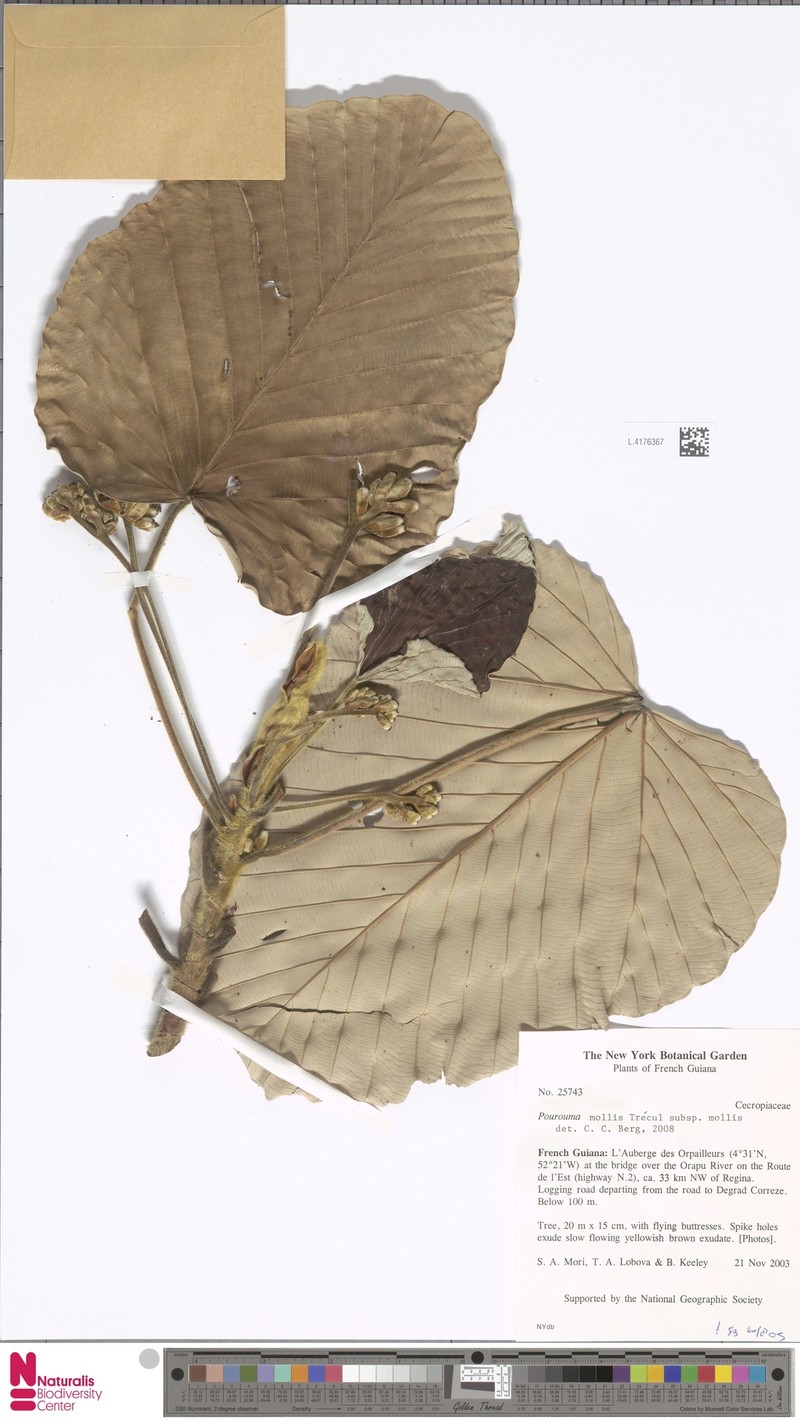 Pourouma mollis subsp. mollis photo 2
