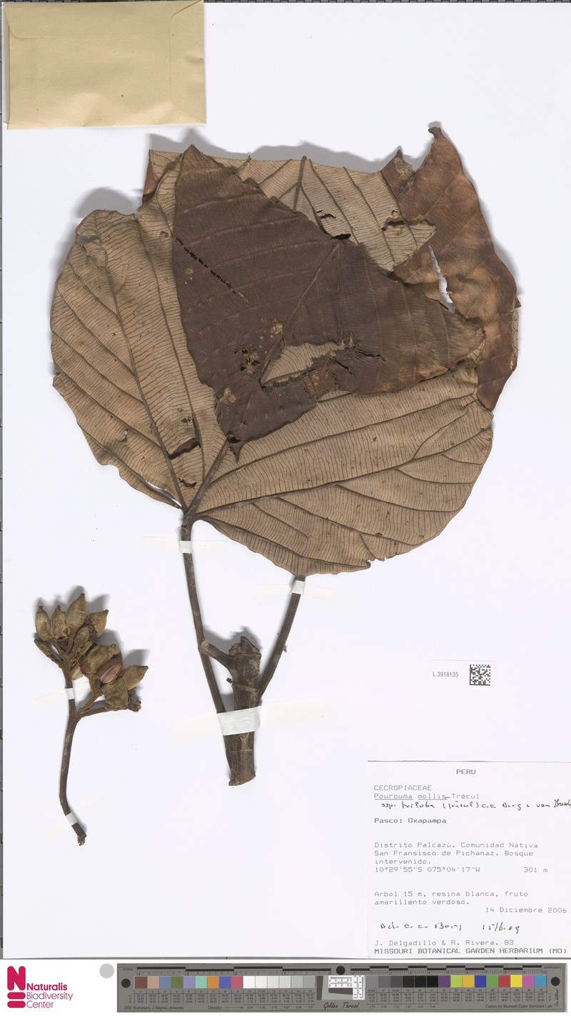 Pourouma mollis subsp. triloba