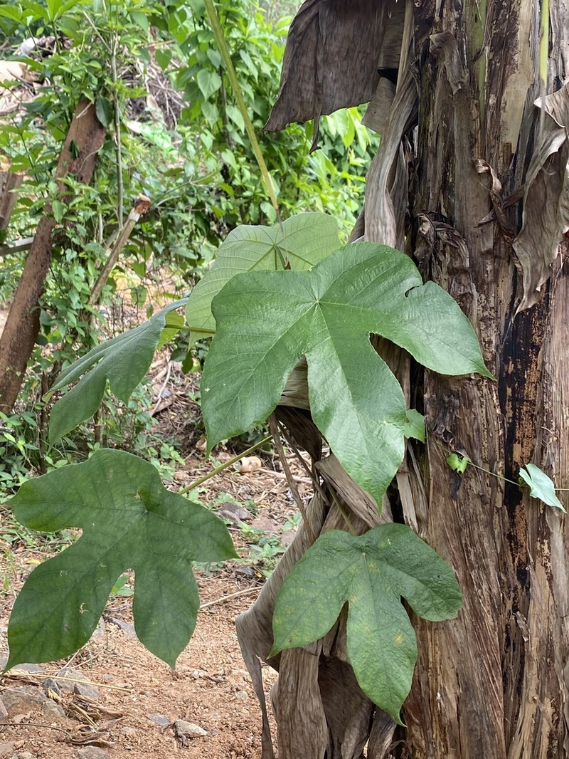 Pourouma myrmecophila