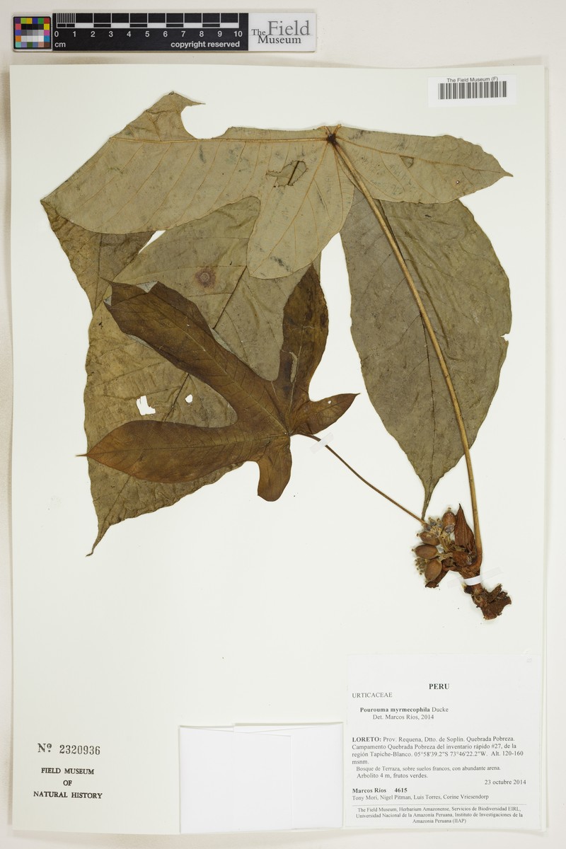 Pourouma myrmecophila photo 2