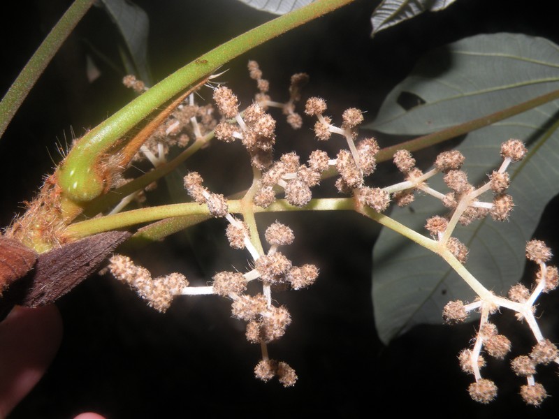 Pourouma myrmecophila photo 3
