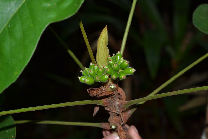 Pourouma myrmecophila photo 4