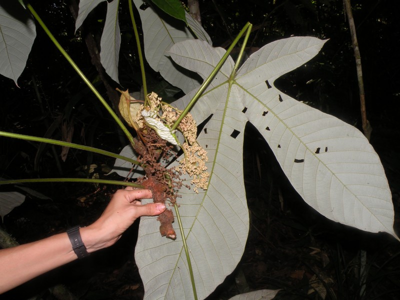 Pourouma myrmecophila photo 5