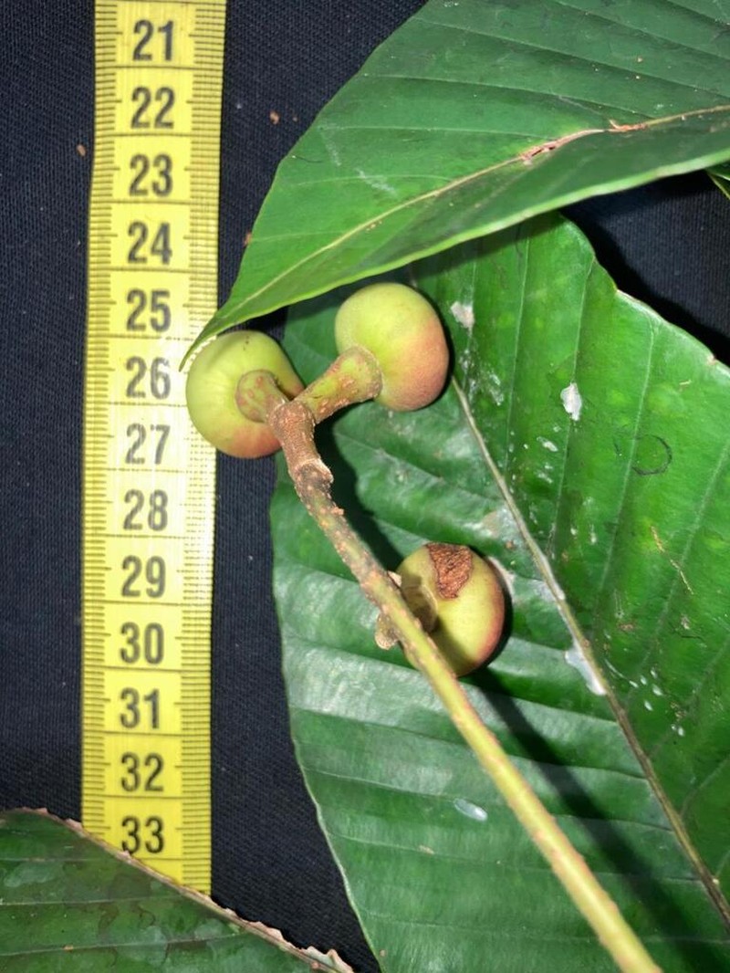 Pourouma ovata photo 2