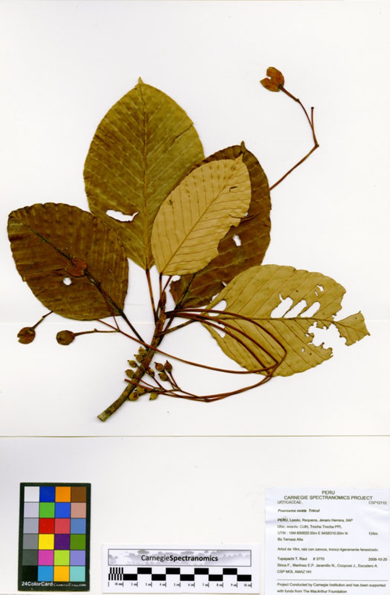 Pourouma ovata photo 3