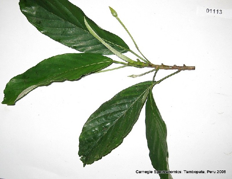 Pourouma ovata photo 5
