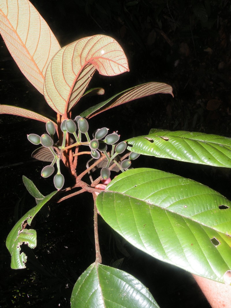 Pourouma phaeotricha