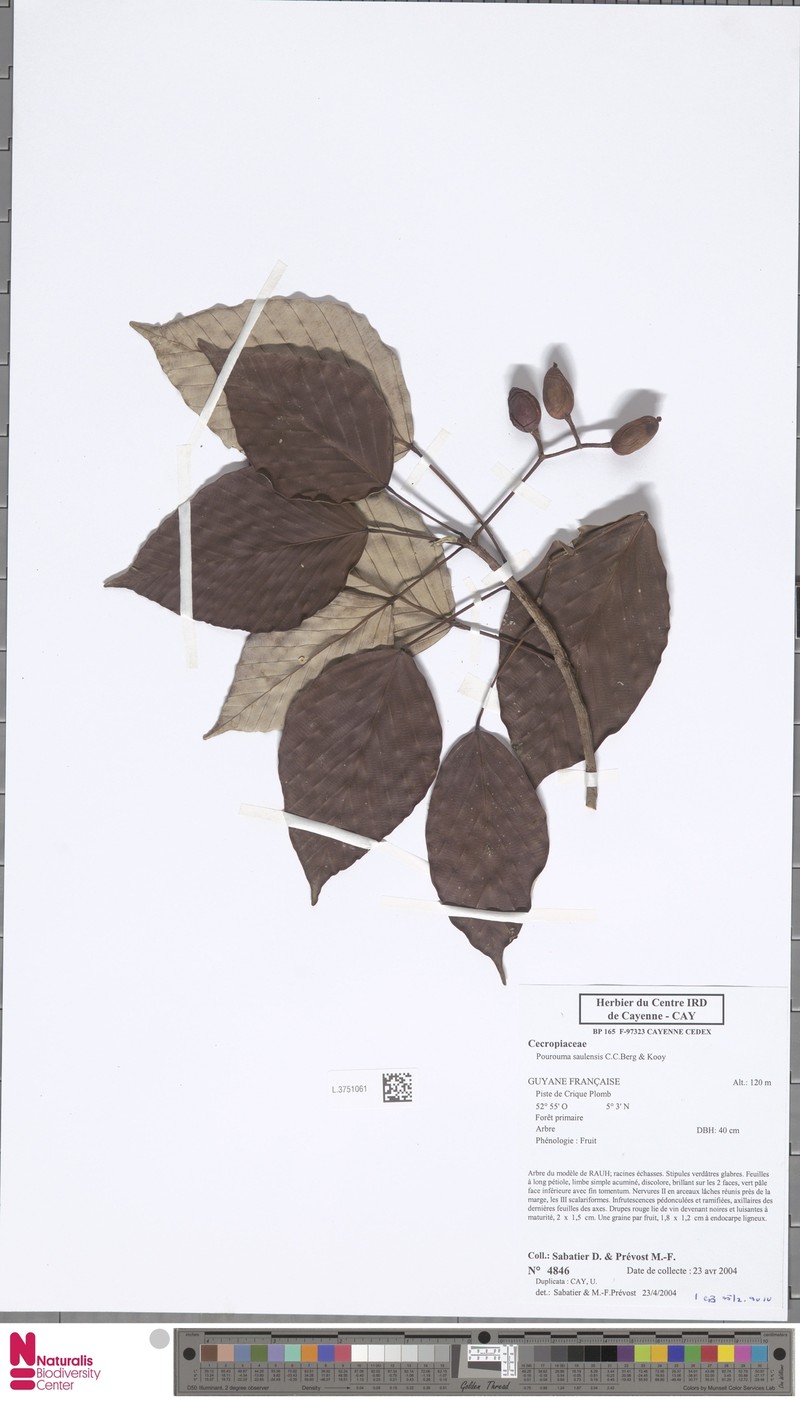 Pourouma saulensis photo 2