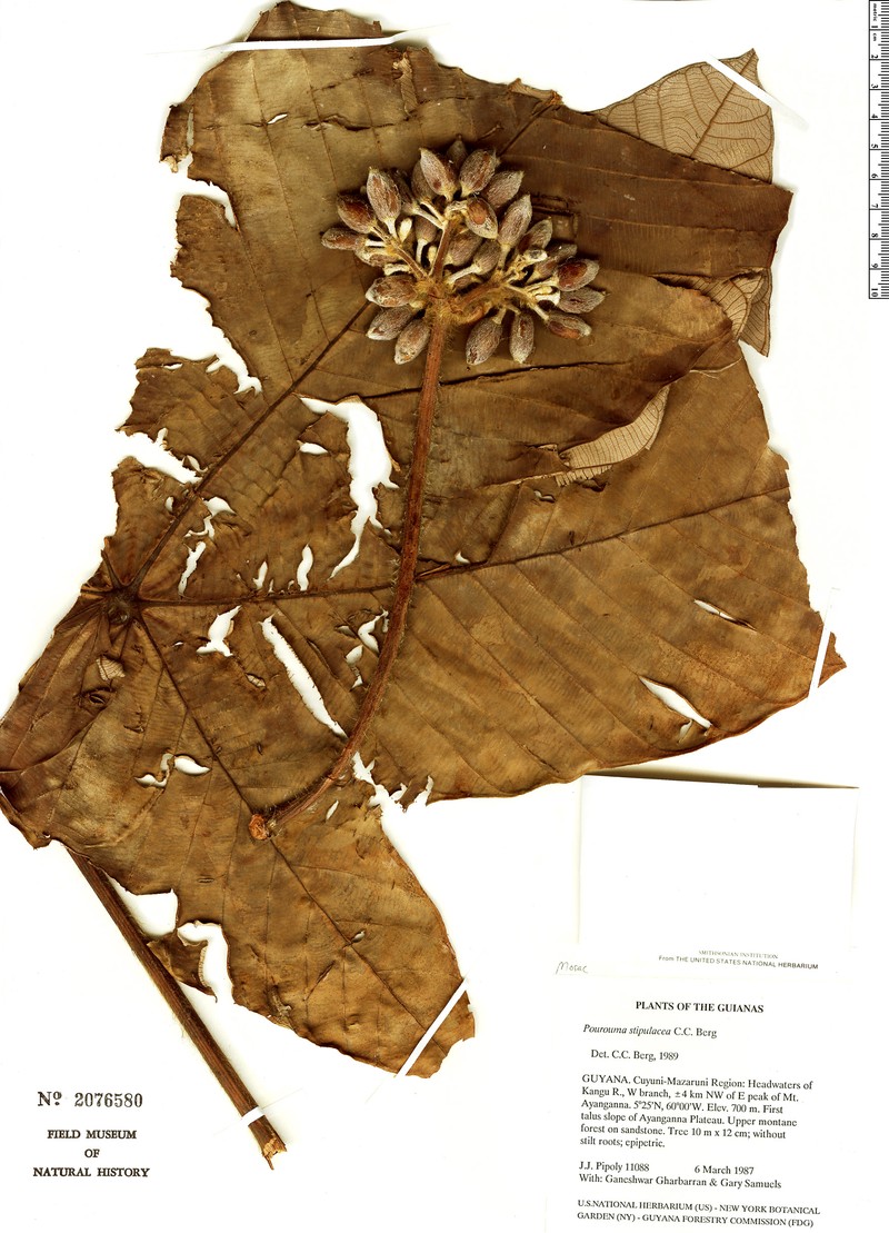 Pourouma stipulacea