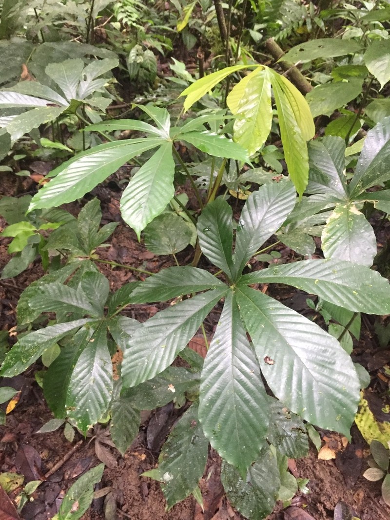 Pourouma tomentosa photo 2