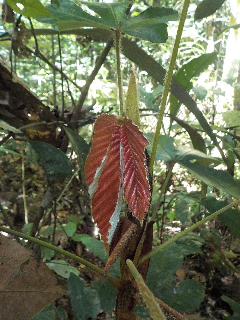 Pourouma tomentosa photo 3