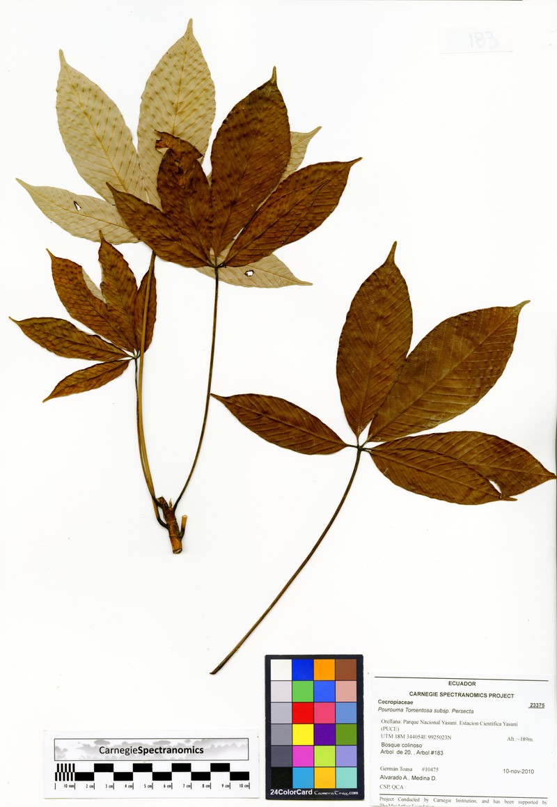 Pourouma tomentosa photo 4