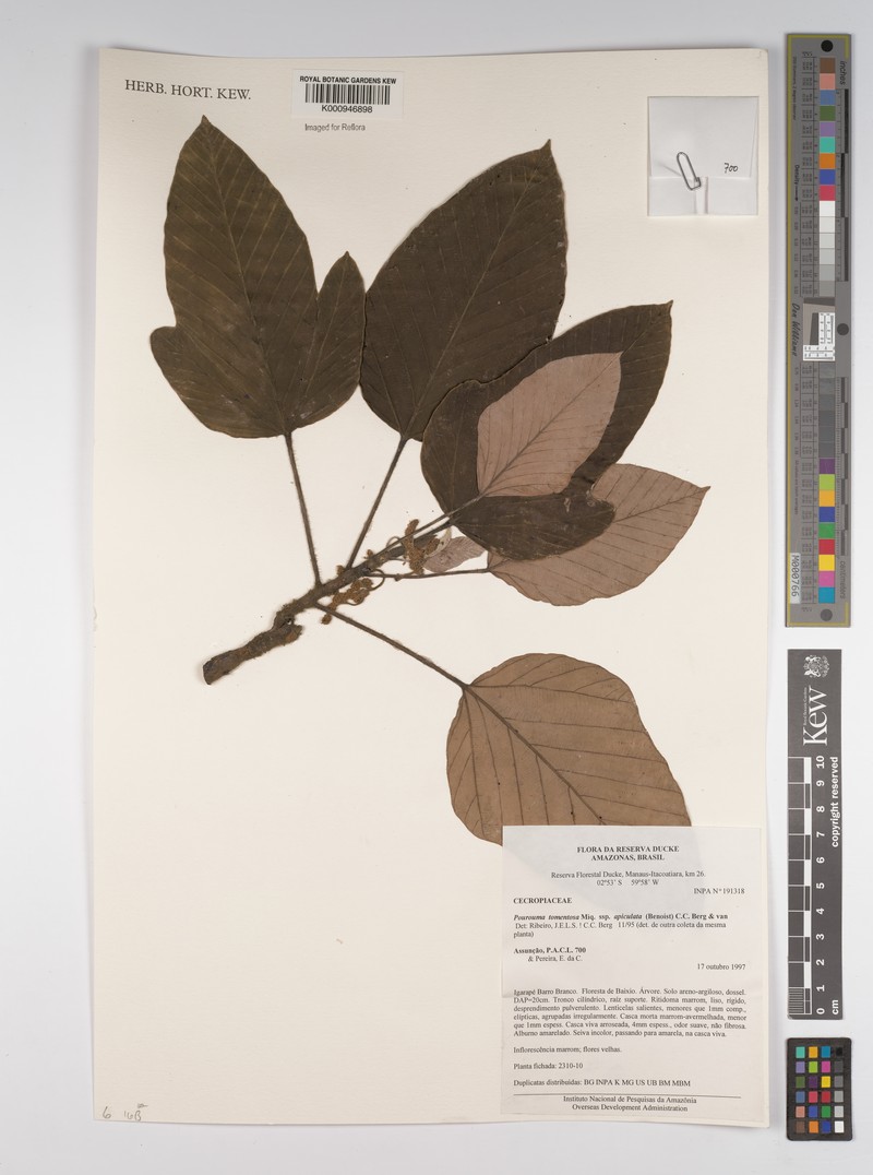 Pourouma tomentosa subsp. apiculata