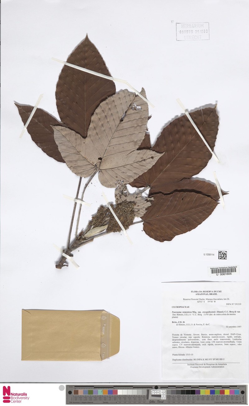 Pourouma tomentosa subsp. essequiboensis