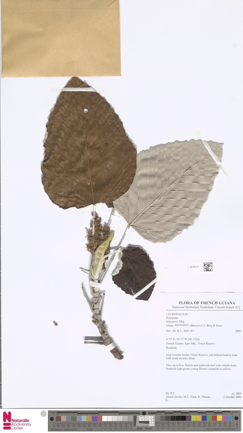 Pourouma tomentosa subsp. maroniensis