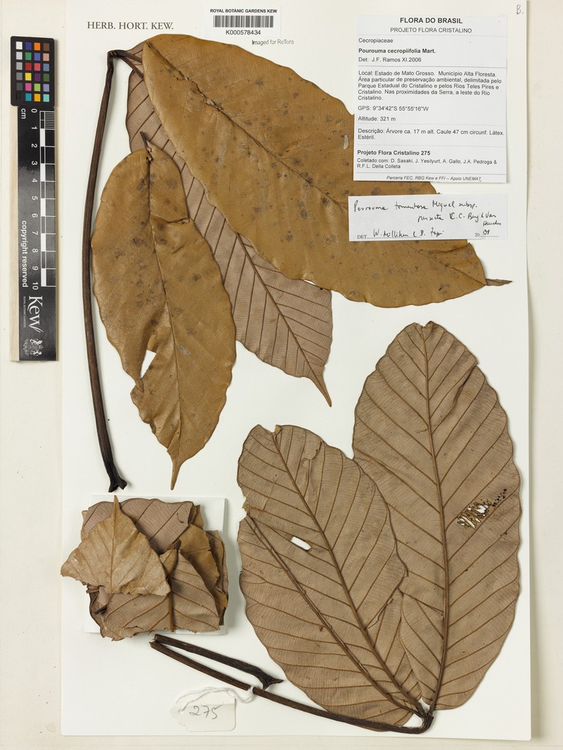Pourouma tomentosa subsp. persecta photo 3