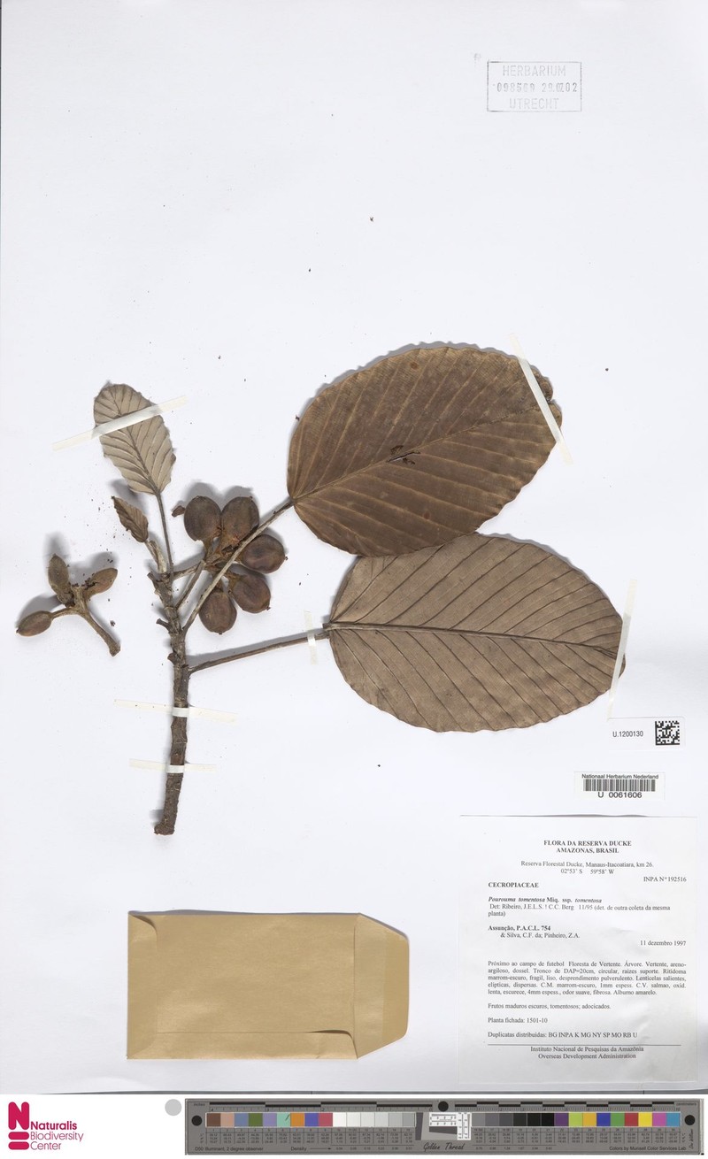 Pourouma tomentosa subsp. tomentosa photo 2