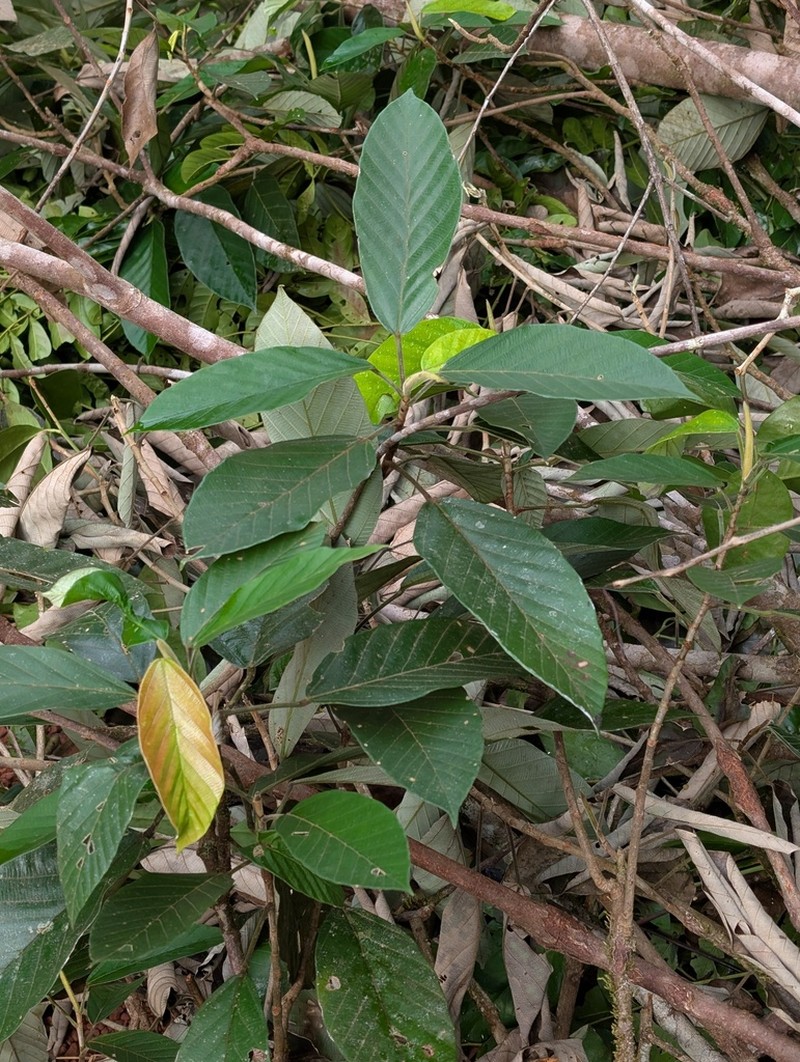 Pourouma velutina