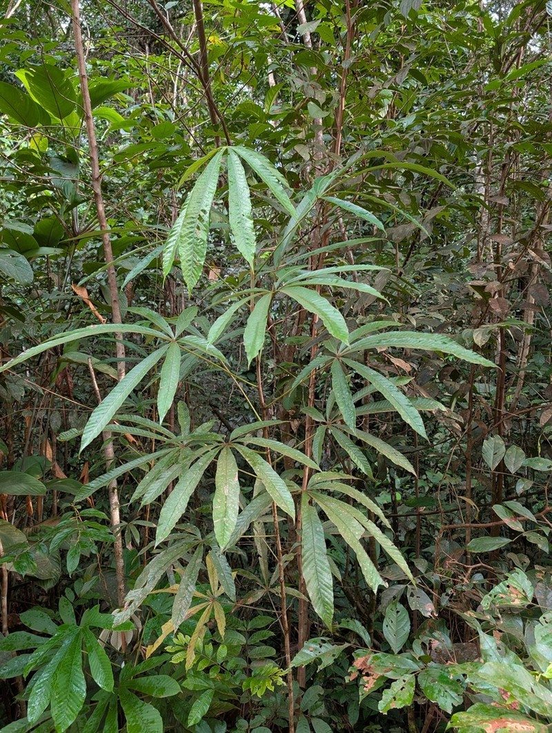 Pourouma velutina photo 2