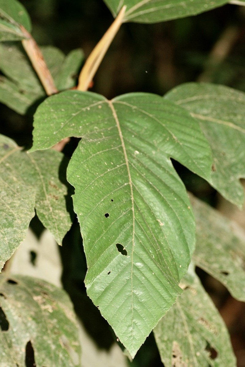 Pourouma velutina photo 3