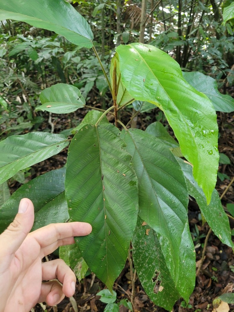Pourouma velutina photo 4
