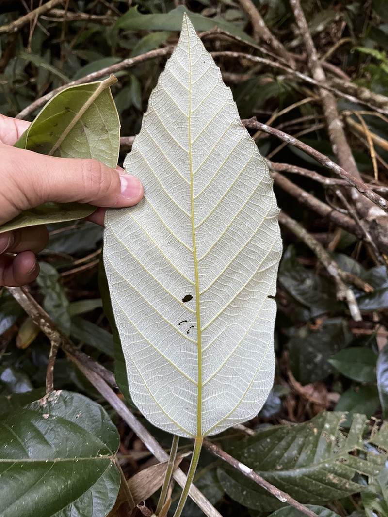 Pourouma velutina photo 5