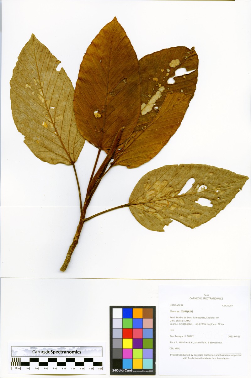 Pourouma velutina photo 6