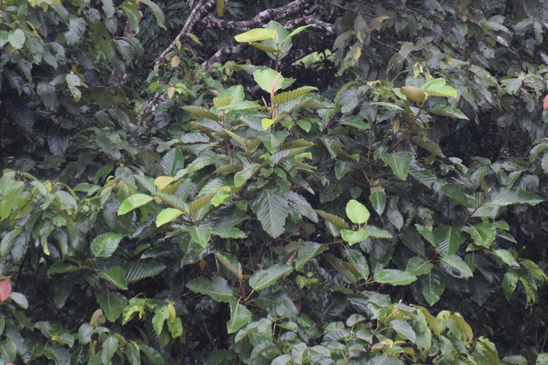 Pourouma villosa