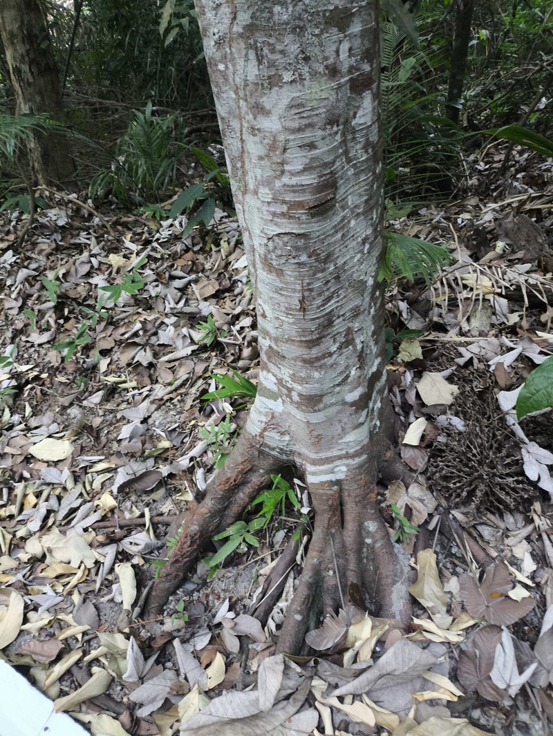 Pourouma villosa photo 5