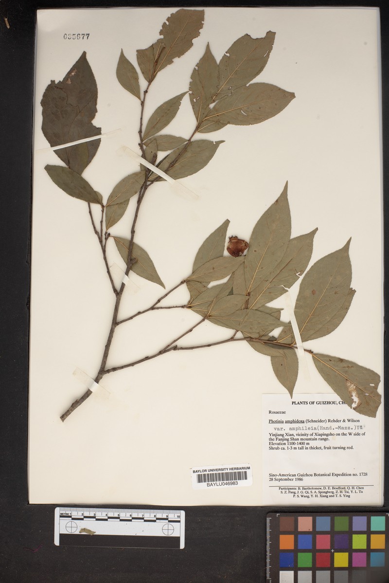 Pourthiaea amphidoxa var. amphileia