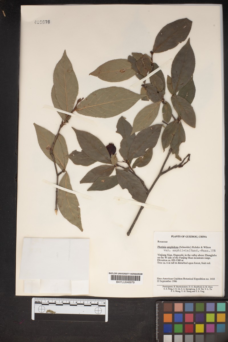 Pourthiaea amphidoxa var. amphileia photo 2
