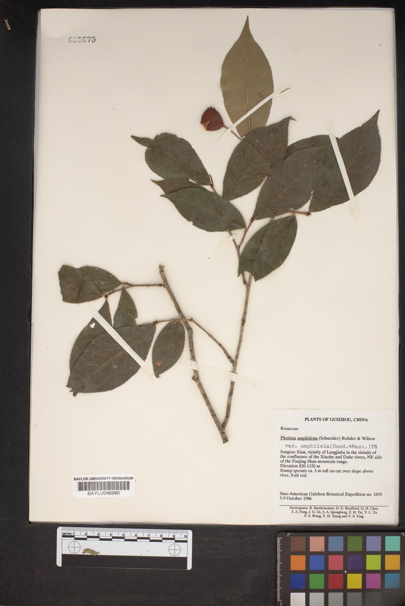 Pourthiaea amphidoxa var. amphileia photo 3