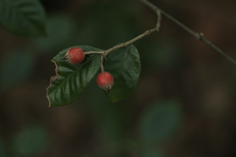 Pourthiaea tomentosa
