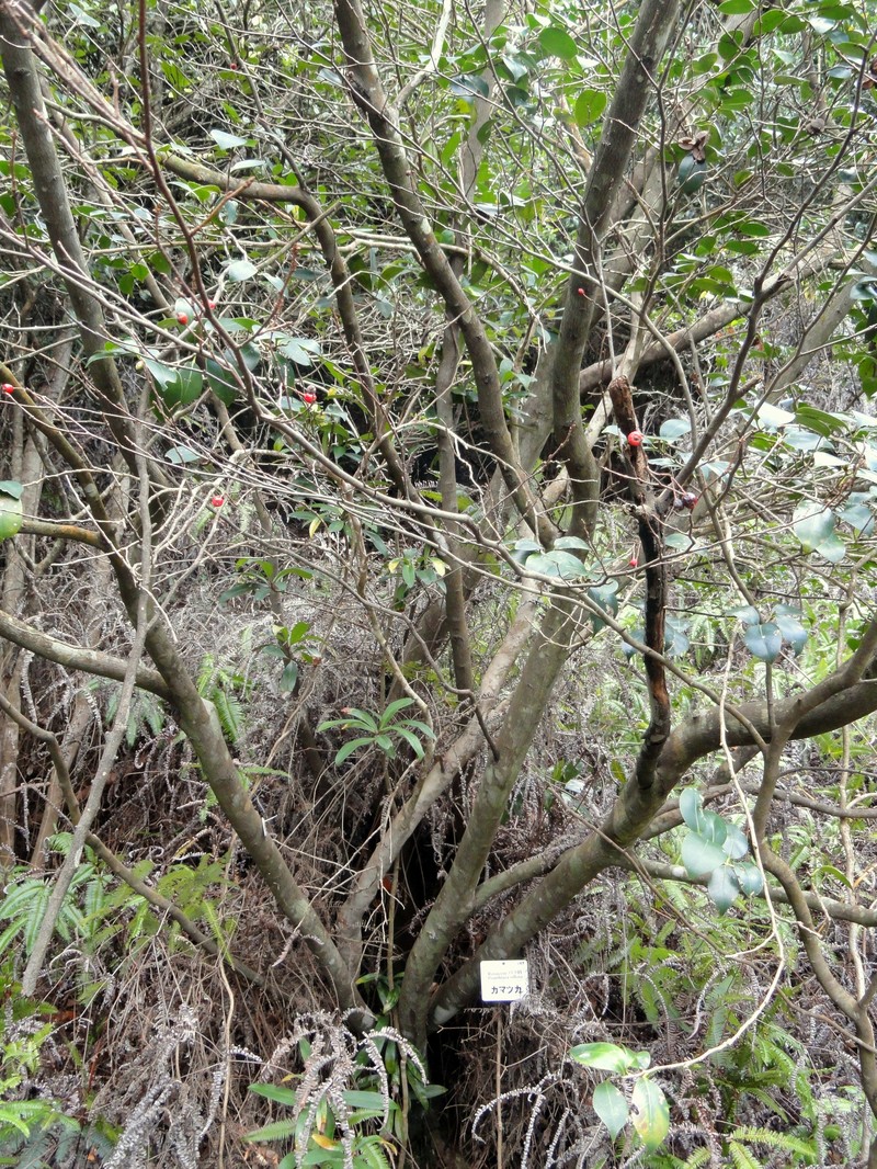 Oriental Photinia photo 2